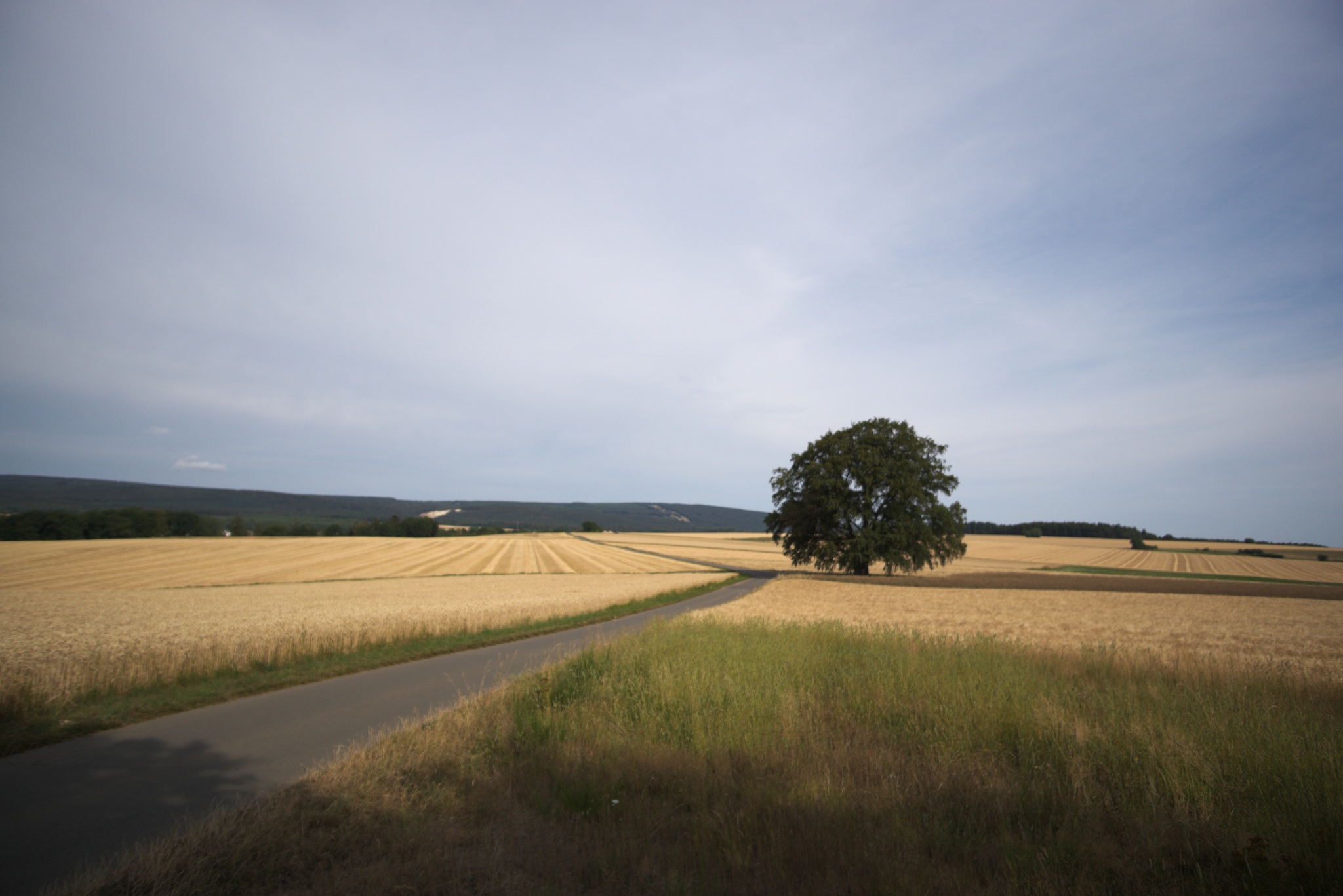 Solitärbuche bei Hottenbach