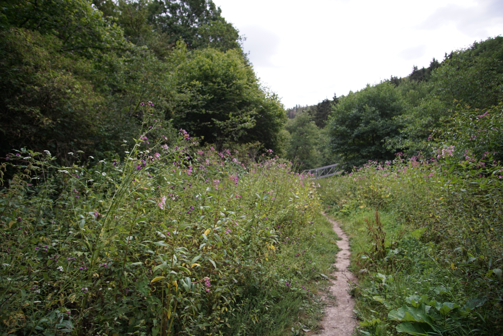 Wanderweg im Hahnenbachtal